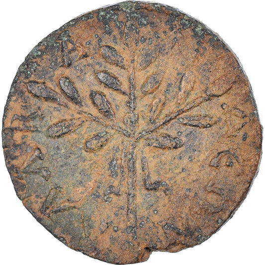 Mince, 
  
  caria, 
  
  Caracalla