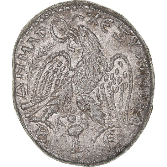 Mince, 
  
  cyrrhestica, 
  
  Macrinus