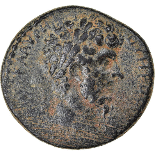 Mince, 
  
  cyrrhestica, 
  
  Cyrrhus